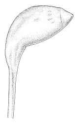 Meesia uliginosa, capsule. Drawn from B.H. Macmillan 73/235, CHR 164922.
 Image: R.C. Wagstaff © Landcare Research 2014 